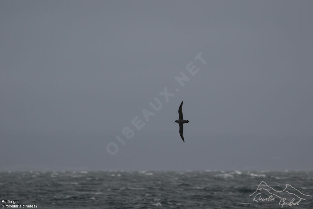 Grey Petrel