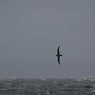 Puffin gris