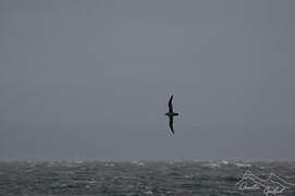 Grey Petrel