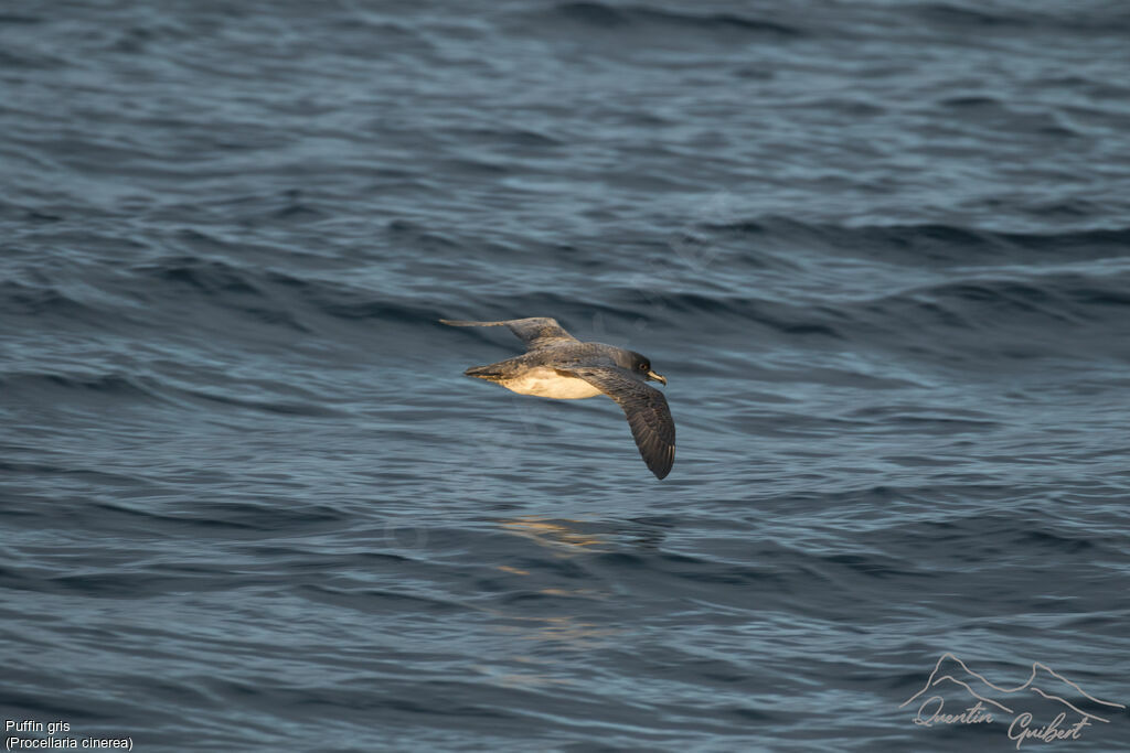 Grey Petrel