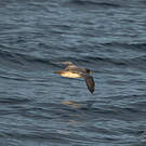 Puffin gris