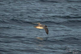 Grey Petrel