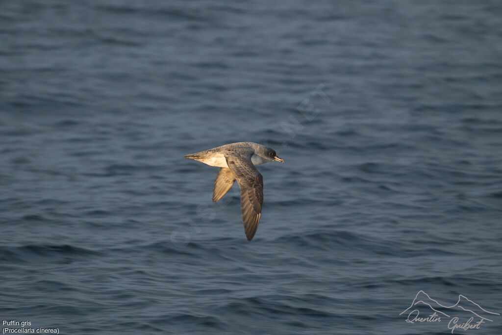 Grey Petrel