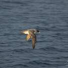 Puffin gris