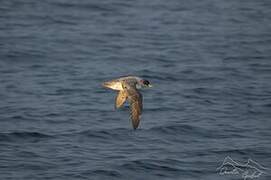 Grey Petrel