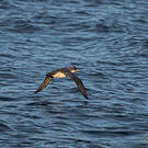 Puffin gris