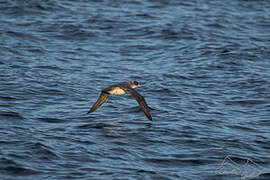 Grey Petrel