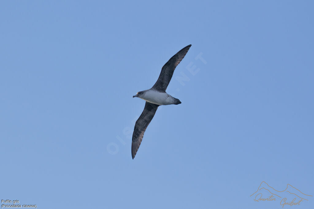 Grey Petrel