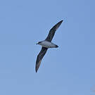 Puffin gris