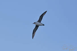 Grey Petrel