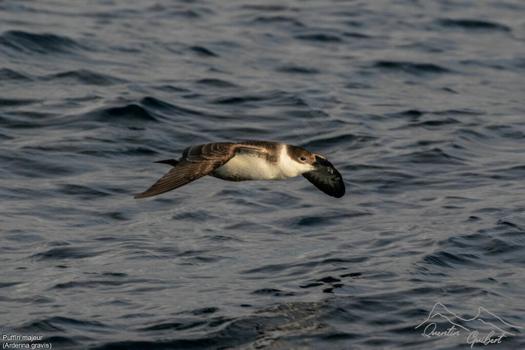 Great Shearwater, identification, Flight