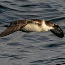 Puffin majeur