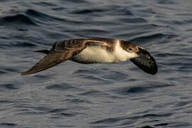 Great Shearwater