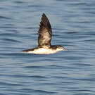 Puffin persique