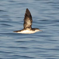 Puffin persique