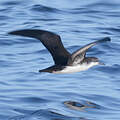Puffin persique
