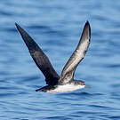 Puffin persique