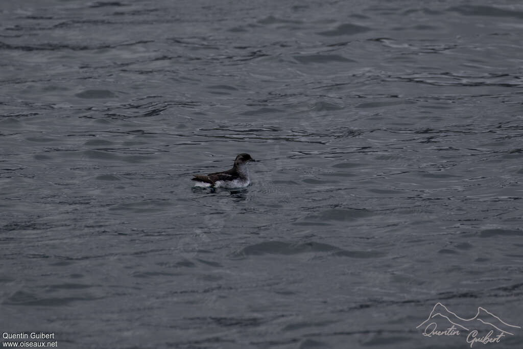 South Georgia Diving Petrel