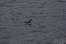 Puffinure de Géorgie du Sud