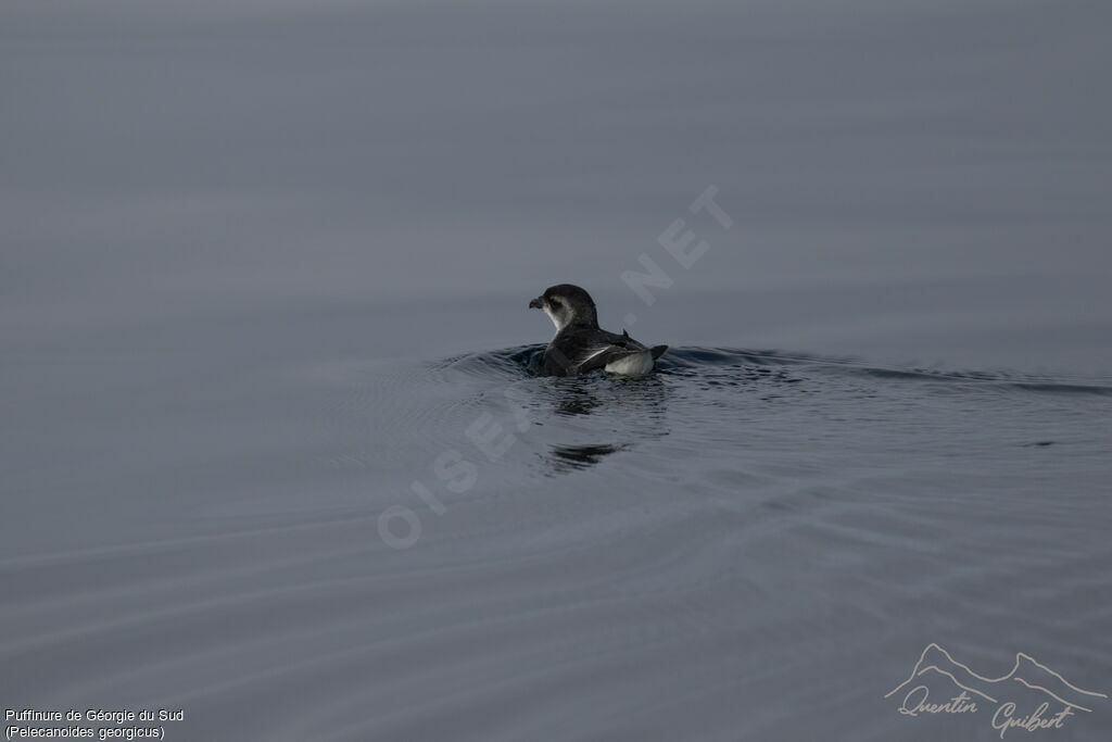 South Georgia Diving Petrel