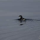 Puffinure de Géorgie du Sud