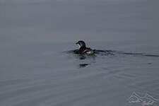 Puffinure de Géorgie du Sud