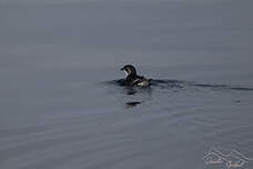 Puffinure de Géorgie du Sud