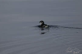 South Georgia Diving Petrel