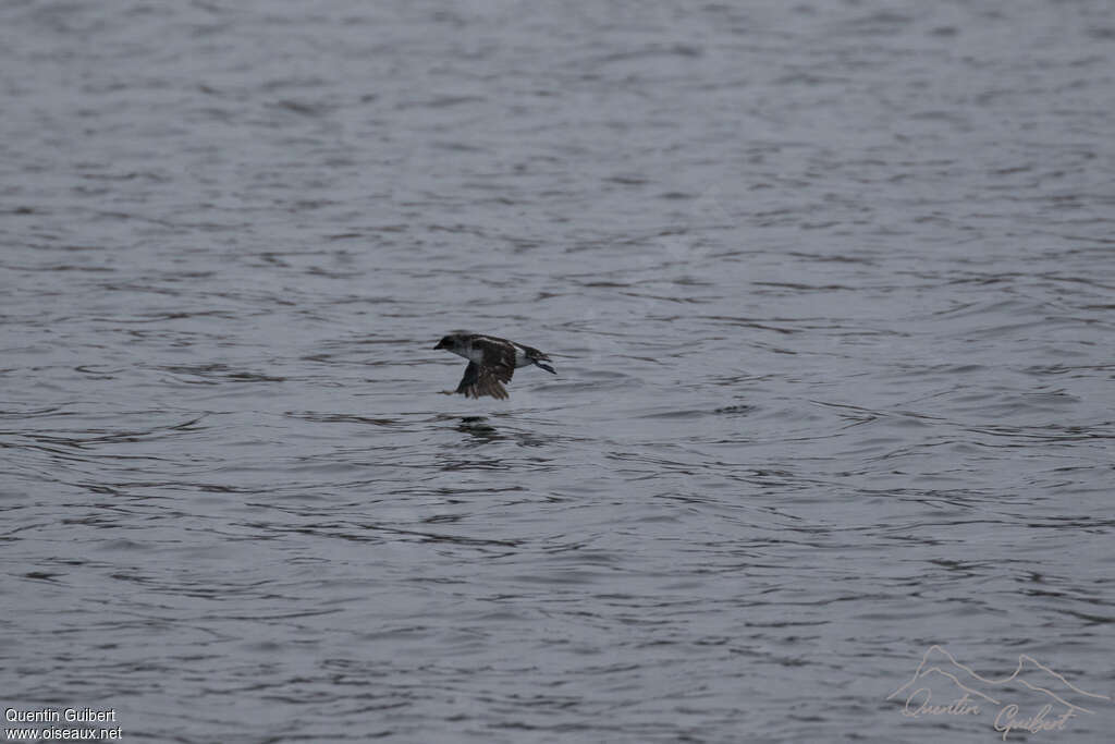 Puffinure de Géorgie du Sud