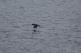 South Georgia Diving Petrel