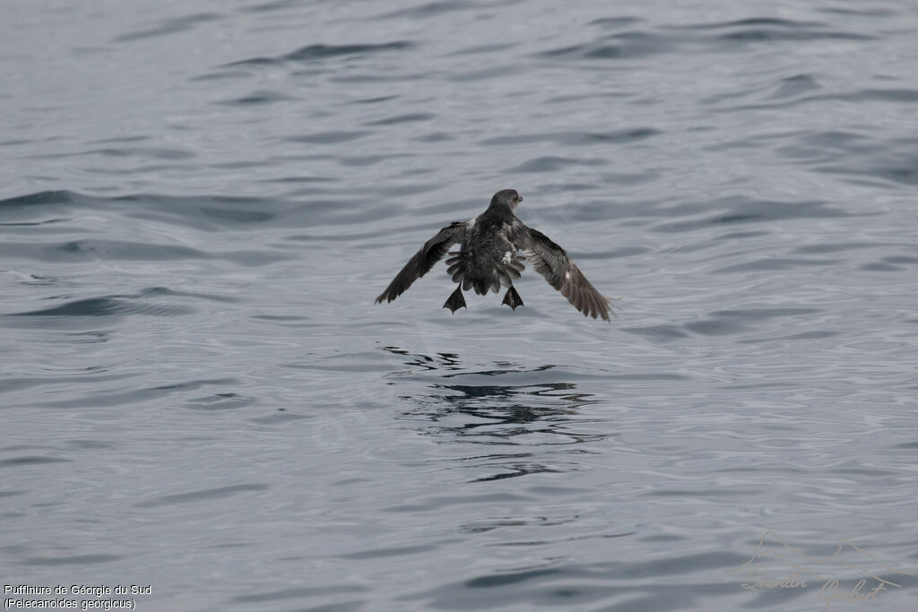 Puffinure de Géorgie du Sud, Vol