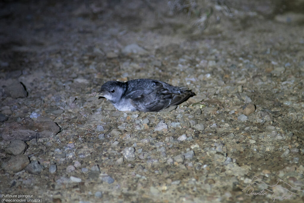 Puffinure plongeur, identification, marche