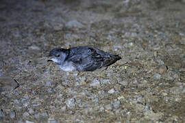 Common Diving Petrel