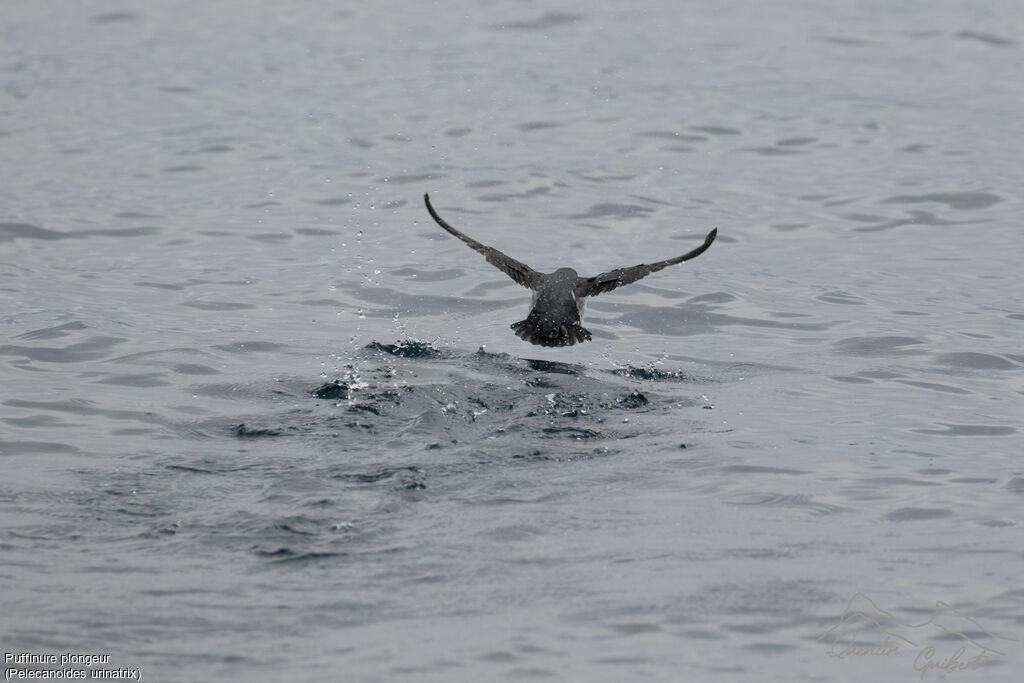 Common Diving Petrel