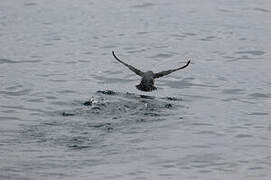 Common Diving Petrel