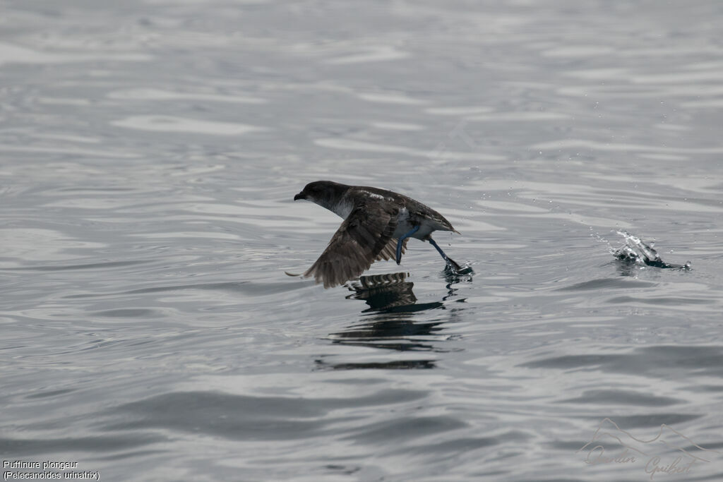 Puffinure plongeur