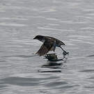 Puffinure plongeur