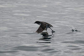 Common Diving Petrel