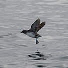 Puffinure plongeur
