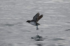 Common Diving Petrel