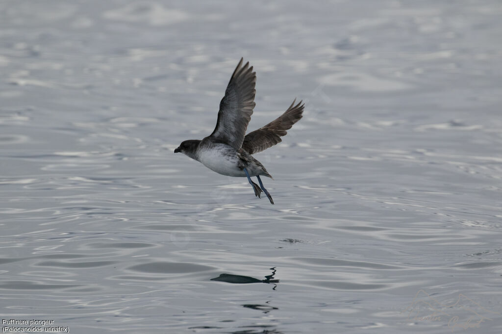 Common Diving Petrel