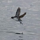 Puffinure plongeur