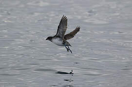 Common Diving Petrel