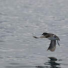 Puffinure plongeur