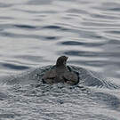 Puffinure plongeur