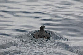 Common Diving Petrel