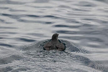 Puffinure plongeur