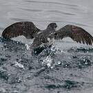 Puffinure plongeur
