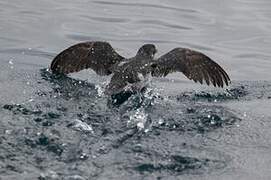 Common Diving Petrel