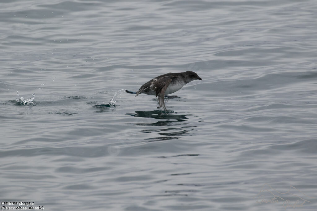 Common Diving Petrel